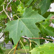 Blätterfoto Platanus x hispanica